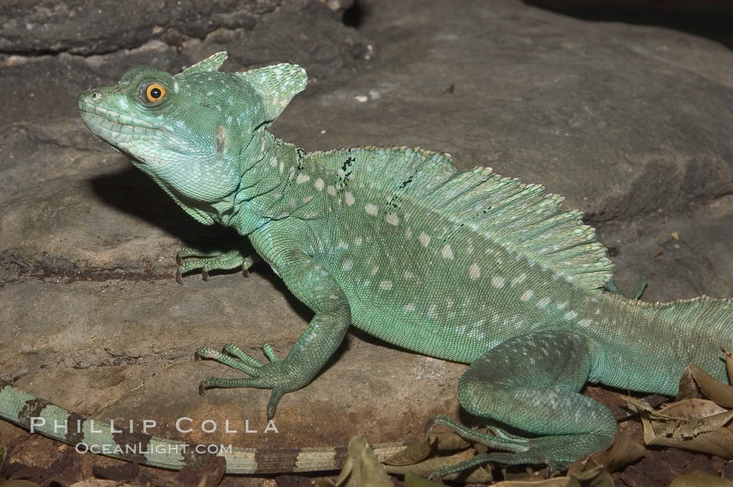 Plumed basilisk., Basiliscus plumifrons, natural history stock photograph, photo id 07940