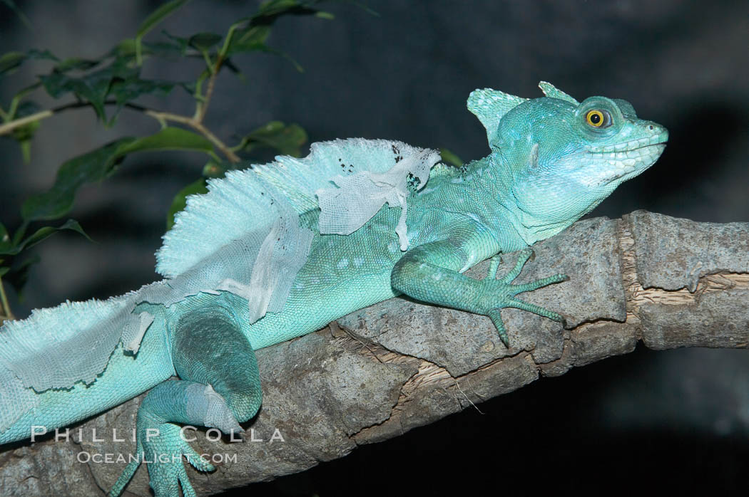 Plumed basilisk., Basiliscus plumifrons, natural history stock photograph, photo id 12630