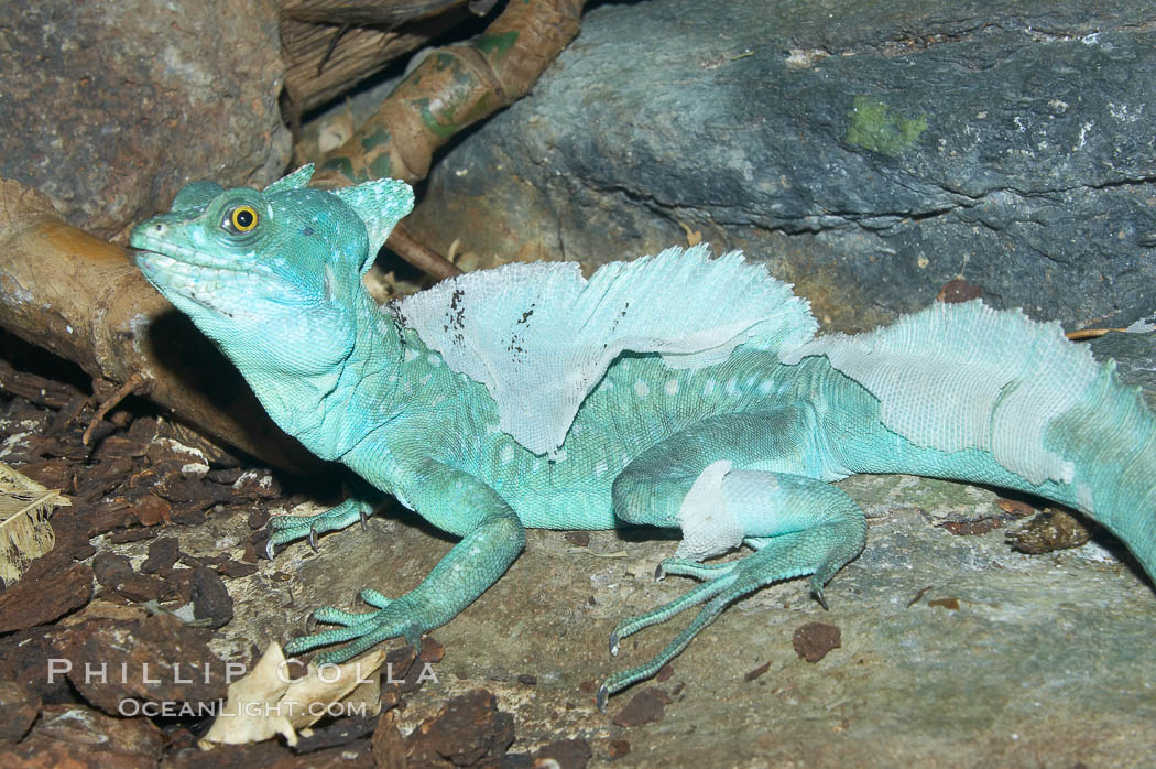 Plumed Basilisk, Basiliscus plumifrons, 12740