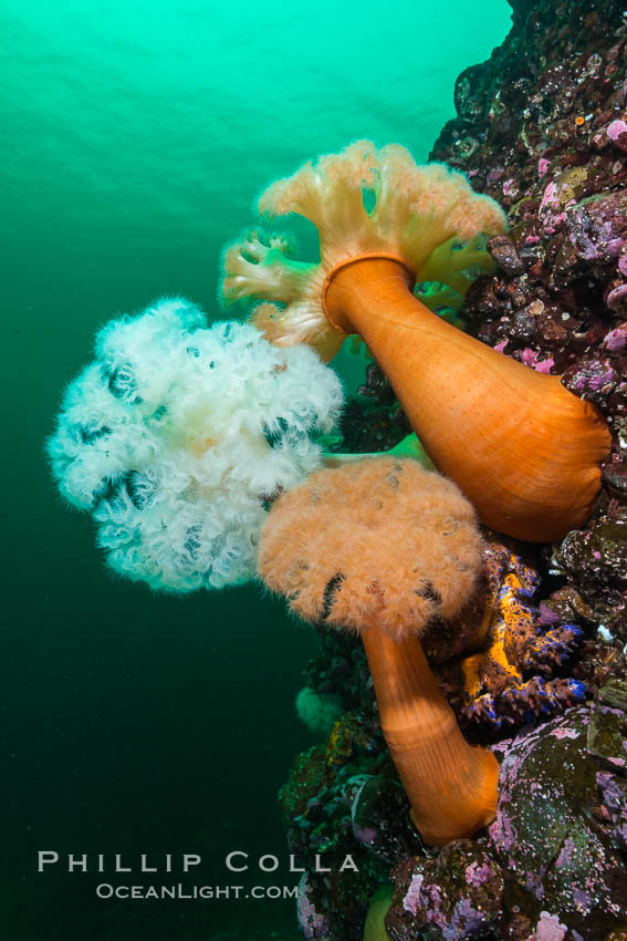 Plumose Anemone, Metridium farcimen, Hornby Island, British Columbia. Canada, Metridium farcimen, natural history stock photograph, photo id 32810