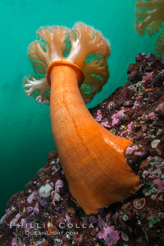 Plumose Anemone, Metridium farcimen, Hornby Island, British Columbia. Canada, Metridium farcimen, natural history stock photograph, photo id 32814