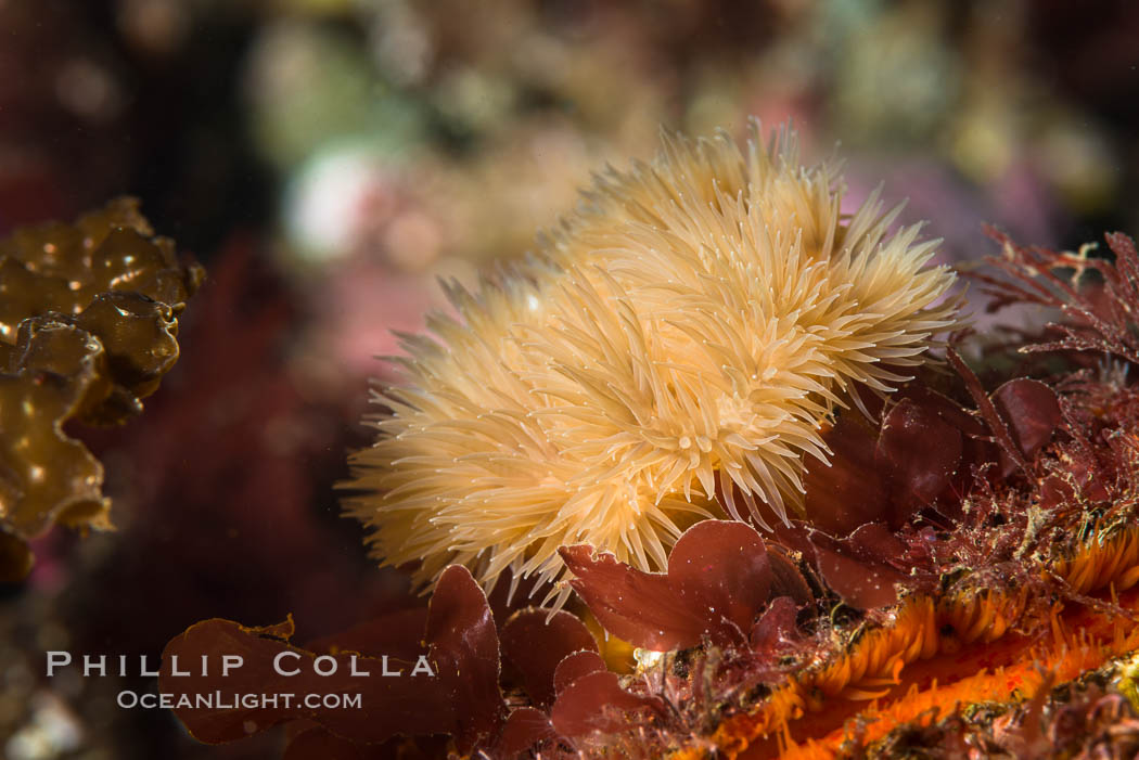 Plumose Anemone, Metridium senile, Hornby Island, British Columbia. Canada, Metridium senile, natural history stock photograph, photo id 32818