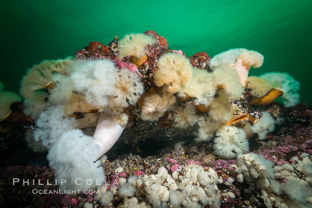 Plumose Anemone, Metridium farcimen, Hornby Island, British Columbia. Canada, Metridium farcimen, natural history stock photograph, photo id 32812