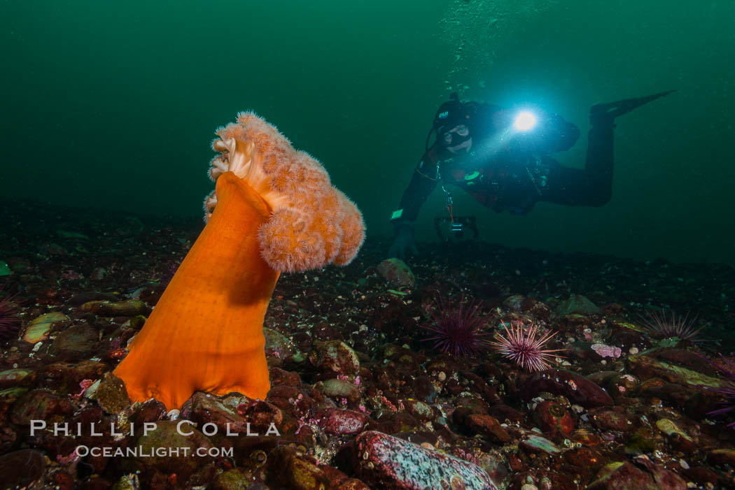 Plumose Anemone, Metridium farcimen, Hornby Island, British Columbia. Canada, Metridium farcimen, natural history stock photograph, photo id 32811