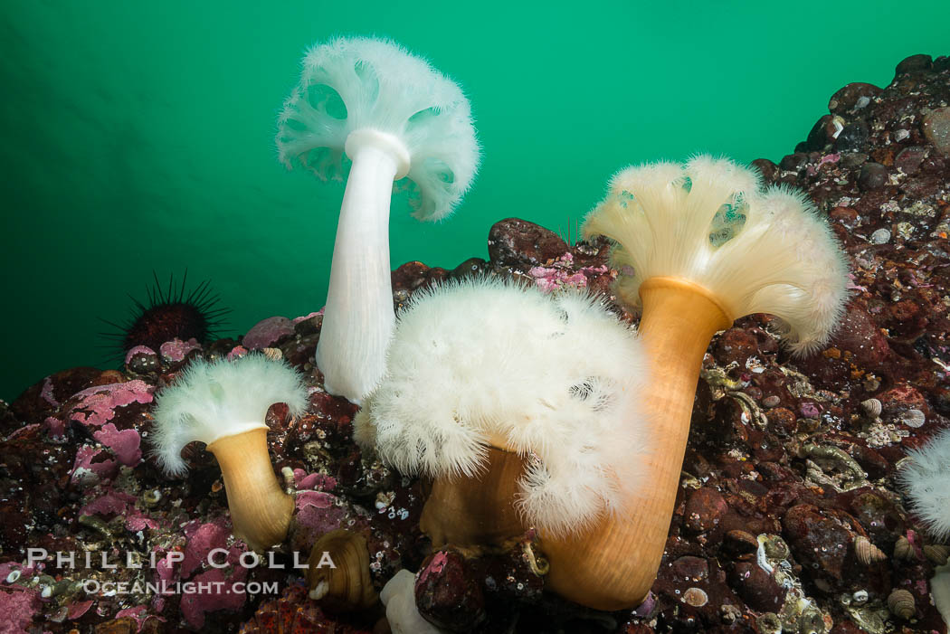Plumose Anemone, Metridium farcimen, Hornby Island, British Columbia., Metridium farcimen, natural history stock photograph, photo id 32819