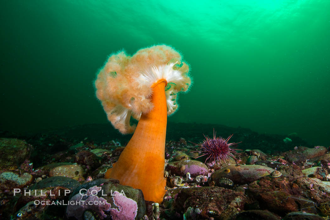 Plumose Anemone, Metridium farcimen, Hornby Island, British Columbia. Canada, Metridium farcimen, natural history stock photograph, photo id 32813