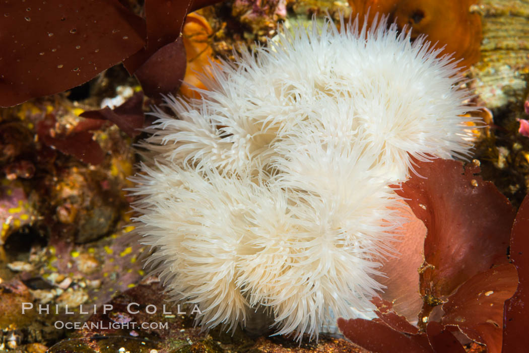 Plumose Anemone, Metridium senile, Hornby Island, British Columbia. Canada, Metridium senile, natural history stock photograph, photo id 32817