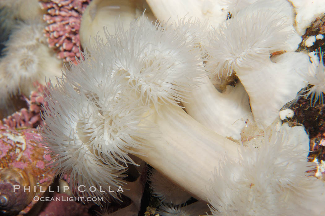 Plumose anemone., Metridium senile, natural history stock photograph, photo id 09021