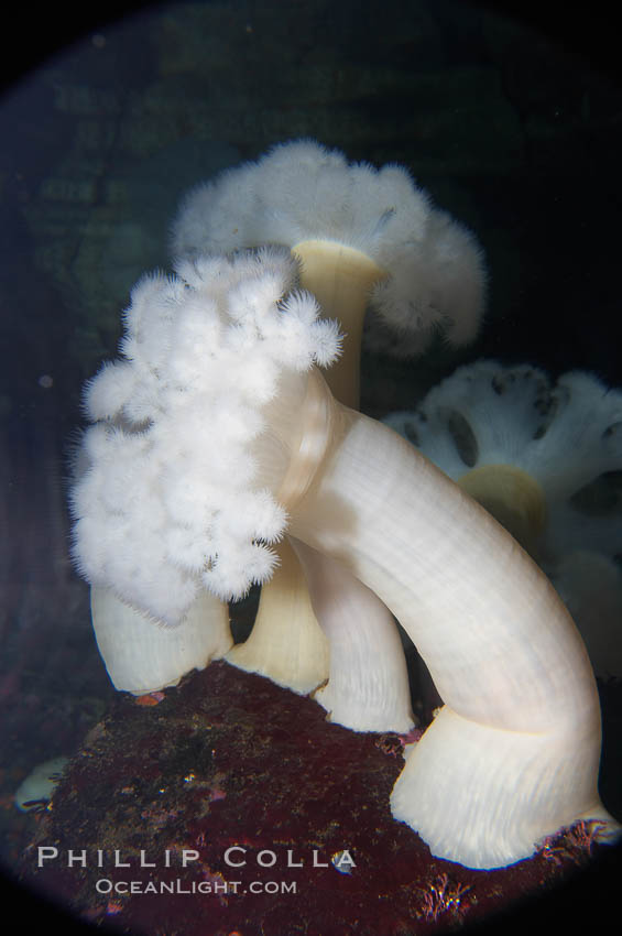 Giant plumose anemone., Metridium farcimen, natural history stock photograph, photo id 14044