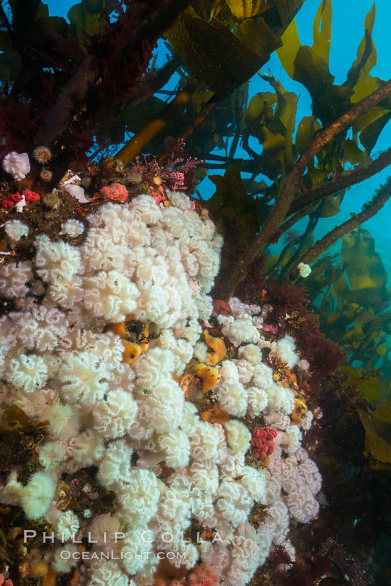 Plumose anemones and Bull Kelp on British Columbia marine reef, Browning Pass, Vancouver Island, Canada., Metridium senile, Nereocystis luetkeana, natural history stock photograph, photo id 34386