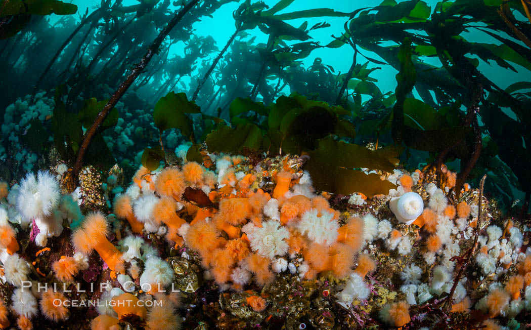 Plumose anemones and Bull Kelp on British Columbia marine reef, Browning Pass, Vancouver Island, Canada., Metridium senile, Nereocystis luetkeana, natural history stock photograph, photo id 34352