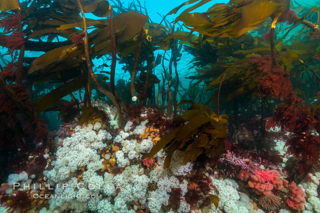 Plumose anemones and Bull Kelp on British Columbia marine reef, Browning Pass, Vancouver Island, Canada., Metridium senile, Nereocystis luetkeana, natural history stock photograph, photo id 34384