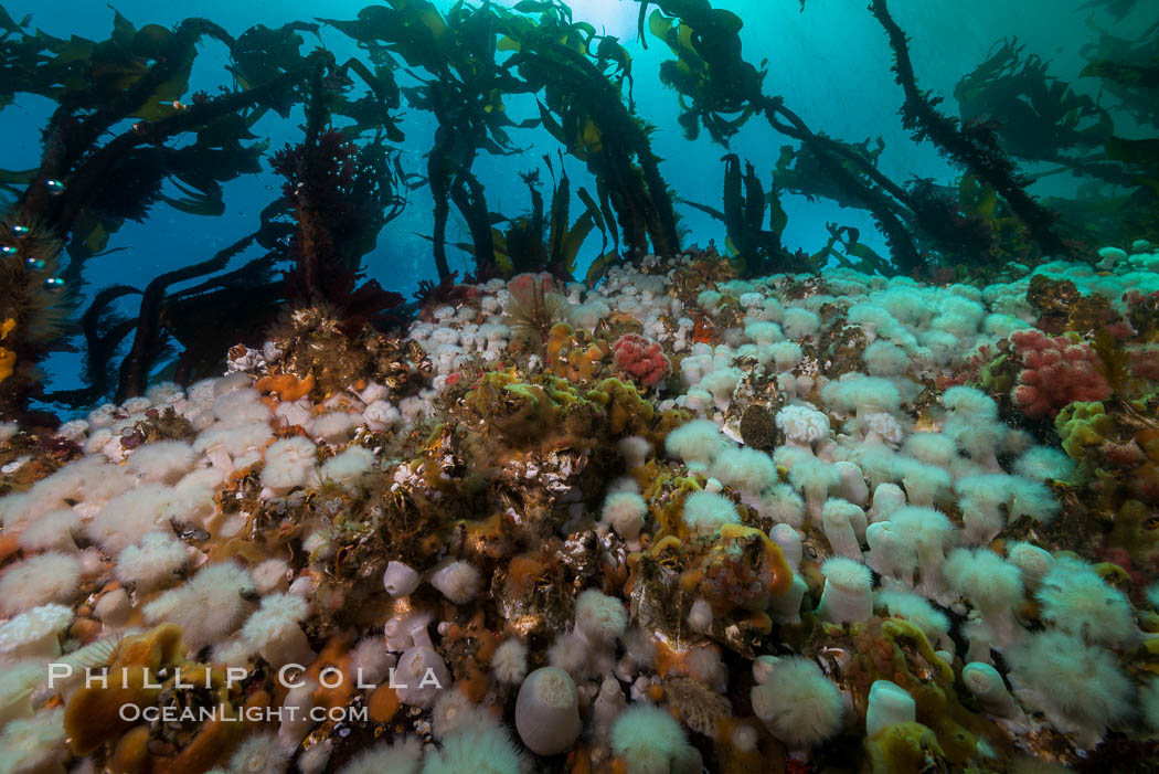 Plumose anemones and Bull Kelp on British Columbia marine reef, Browning Pass, Vancouver Island, Canada., Metridium senile, Nereocystis luetkeana, natural history stock photograph, photo id 34439