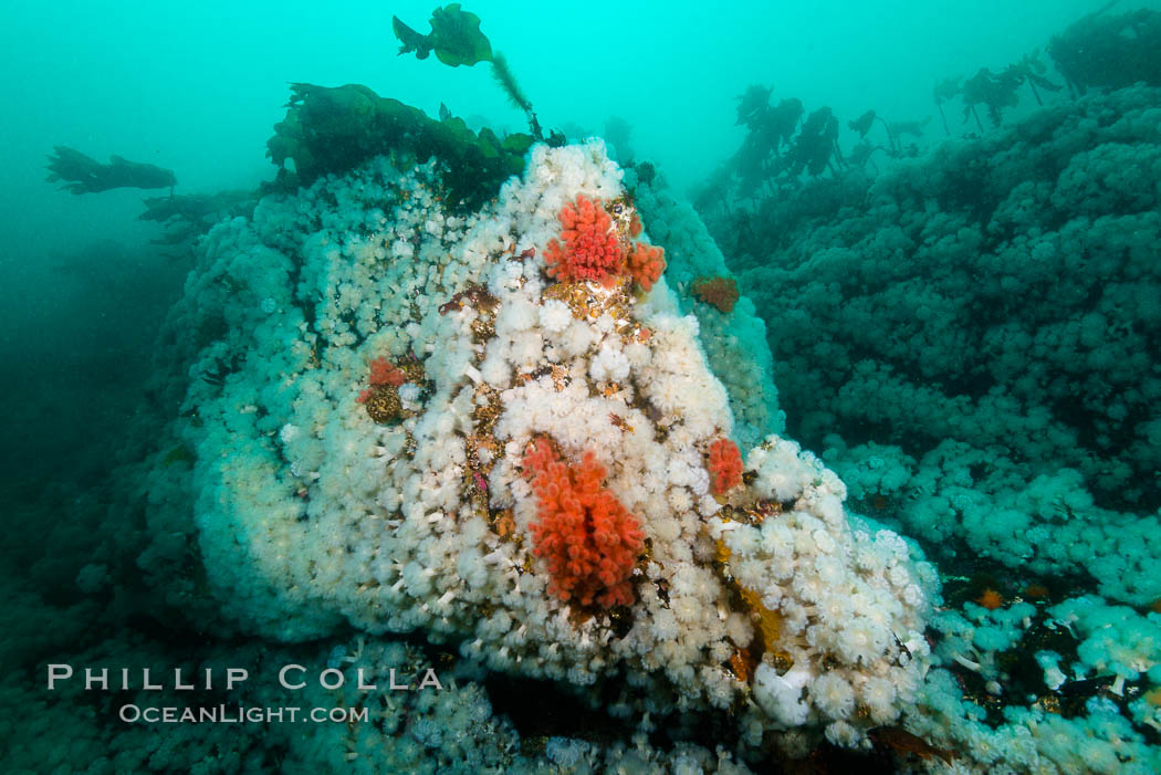 Plumose anemones and pink soft corals,  Browning Pass, Vancouver Island, Canada. British Columbia, Gersemia rubiformis, Metridium senile, natural history stock photograph, photo id 34400