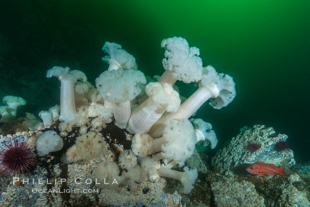 Giant Plumose Anemones cover underwater reef, Browning Pass, northern Vancouver Island, Canada. British Columbia, Metridium farcimen, natural history stock photograph, photo id 34446