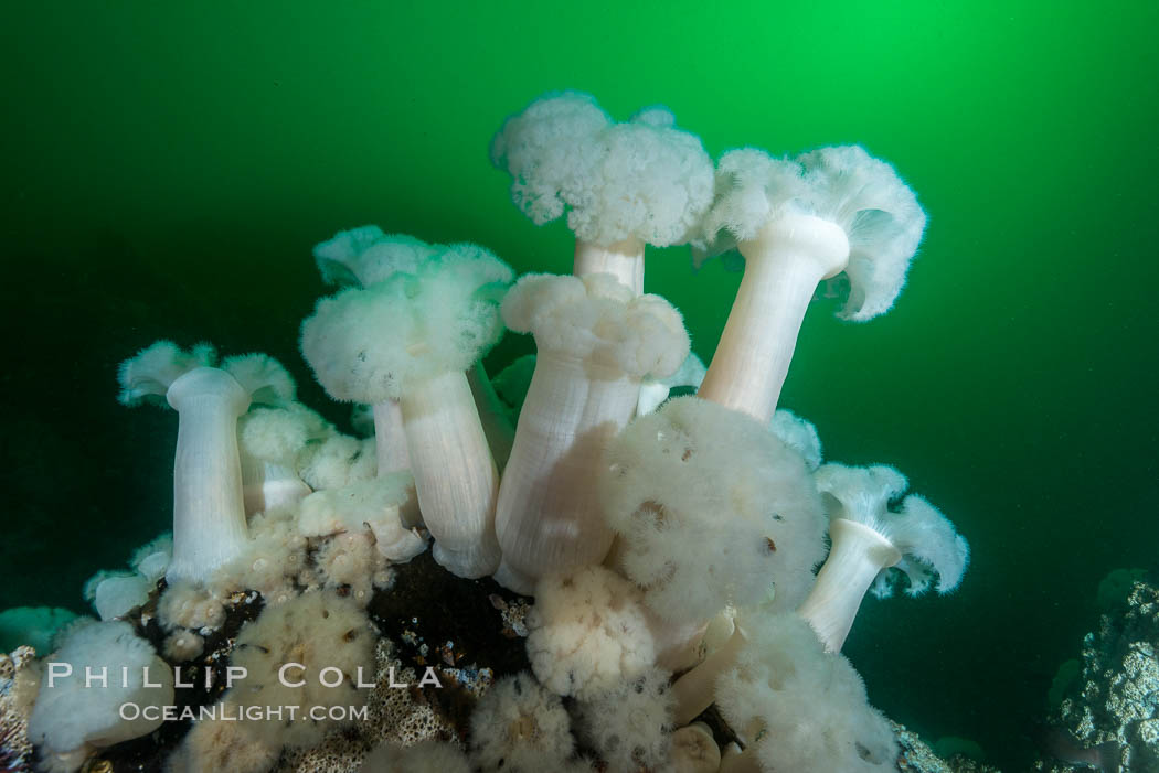 Giant Plumose Anemones cover underwater reef, Browning Pass, northern Vancouver Island, Canada. British Columbia, Metridium farcimen, natural history stock photograph, photo id 34392
