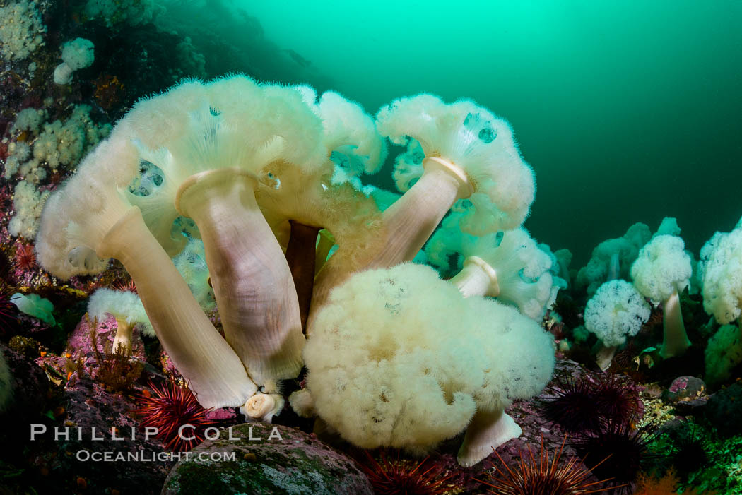 Giant Plumose Anemones cover underwater reef, Browning Pass, northern Vancouver Island, Canada. British Columbia, Metridium farcimen, natural history stock photograph, photo id 34428