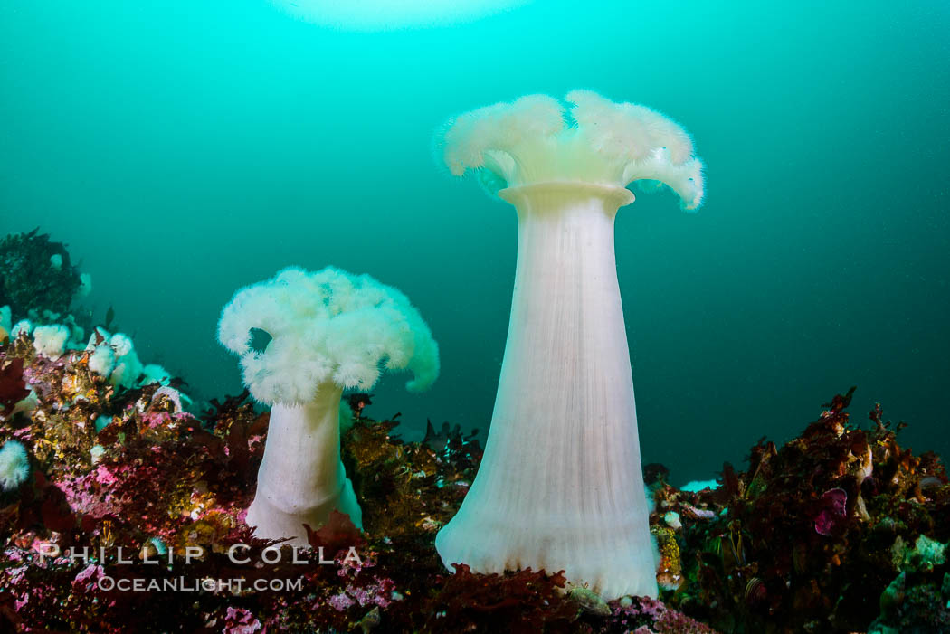 Giant Plumose Anemones cover underwater reef, Browning Pass, northern Vancouver Island, Canada. British Columbia, Metridium farcimen, natural history stock photograph, photo id 34375