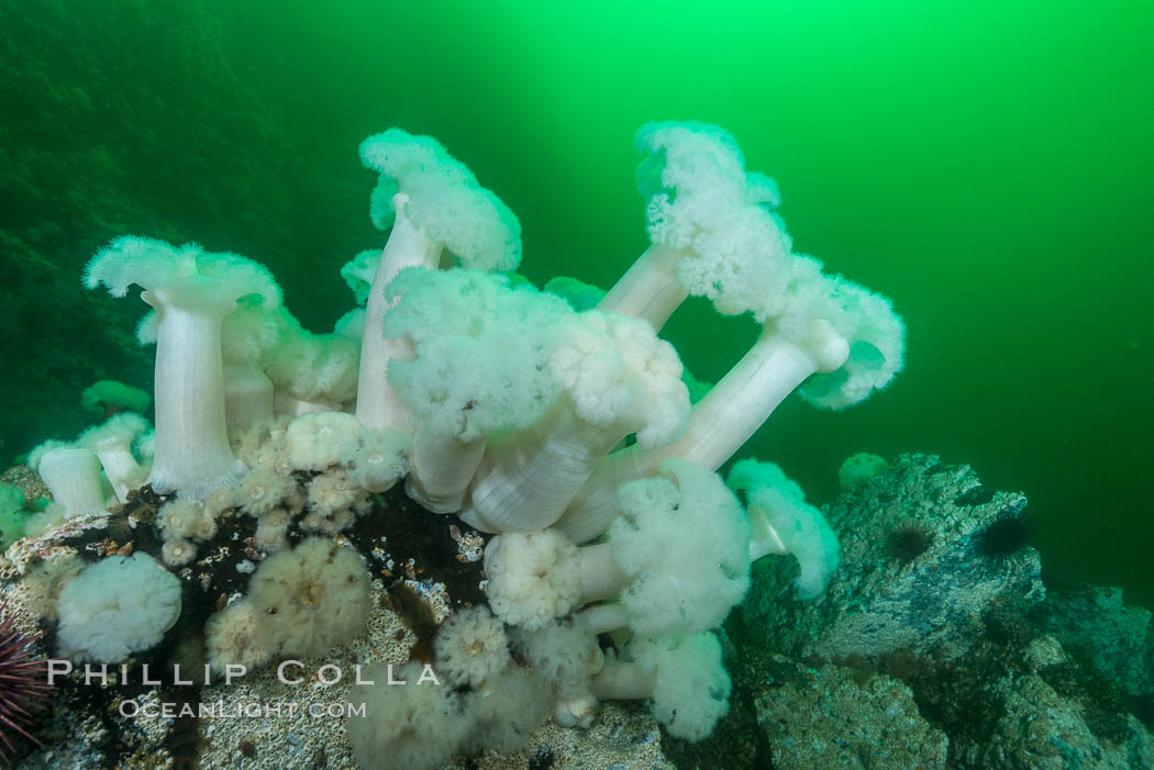 Giant Plumose Anemones cover underwater reef, Browning Pass, northern Vancouver Island, Canada. British Columbia, Metridium farcimen, natural history stock photograph, photo id 34447