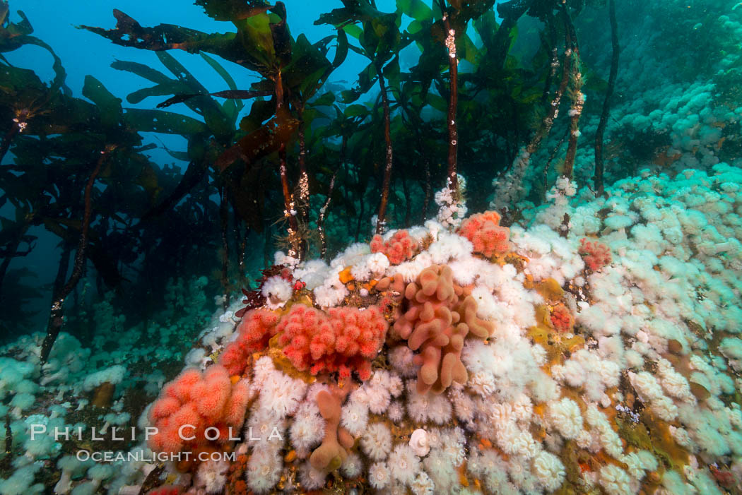 Plumose anemones, bull kelp and pink soft corals,  Browning Pass, Vancouver Island, Canada. British Columbia, Gersemia rubiformis, Metridium senile, Nereocystis luetkeana, natural history stock photograph, photo id 34440