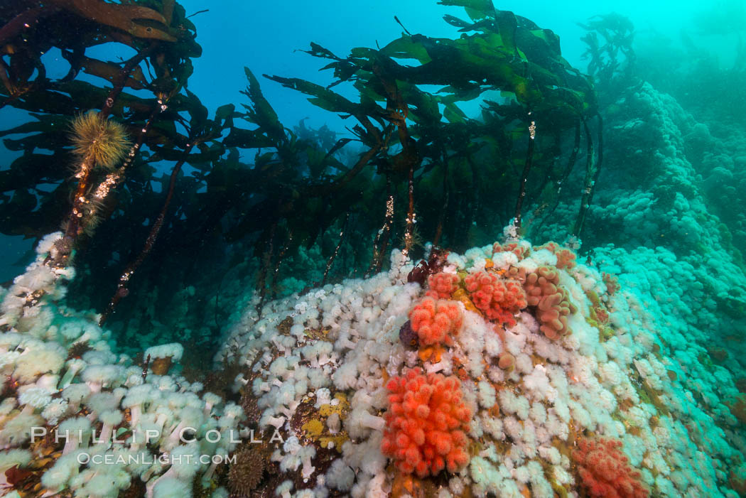 Plumose anemones, bull kelp and pink soft corals,  Browning Pass, Vancouver Island, Canada. British Columbia, Gersemia rubiformis, Metridium senile, Nereocystis luetkeana, natural history stock photograph, photo id 34441