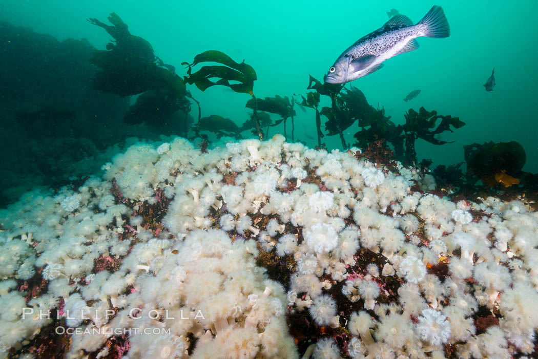 Plumose anemones cover the ocean reef, Browning Pass, Vancouver Island, Canada. British Columbia, Metridium senile, natural history stock photograph, photo id 34456