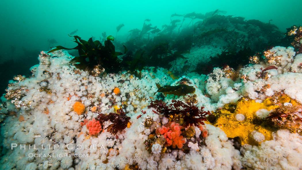 Plumose anemones cover the ocean reef, Browning Pass, Vancouver Island, Canada. British Columbia, Metridium senile, natural history stock photograph, photo id 34399