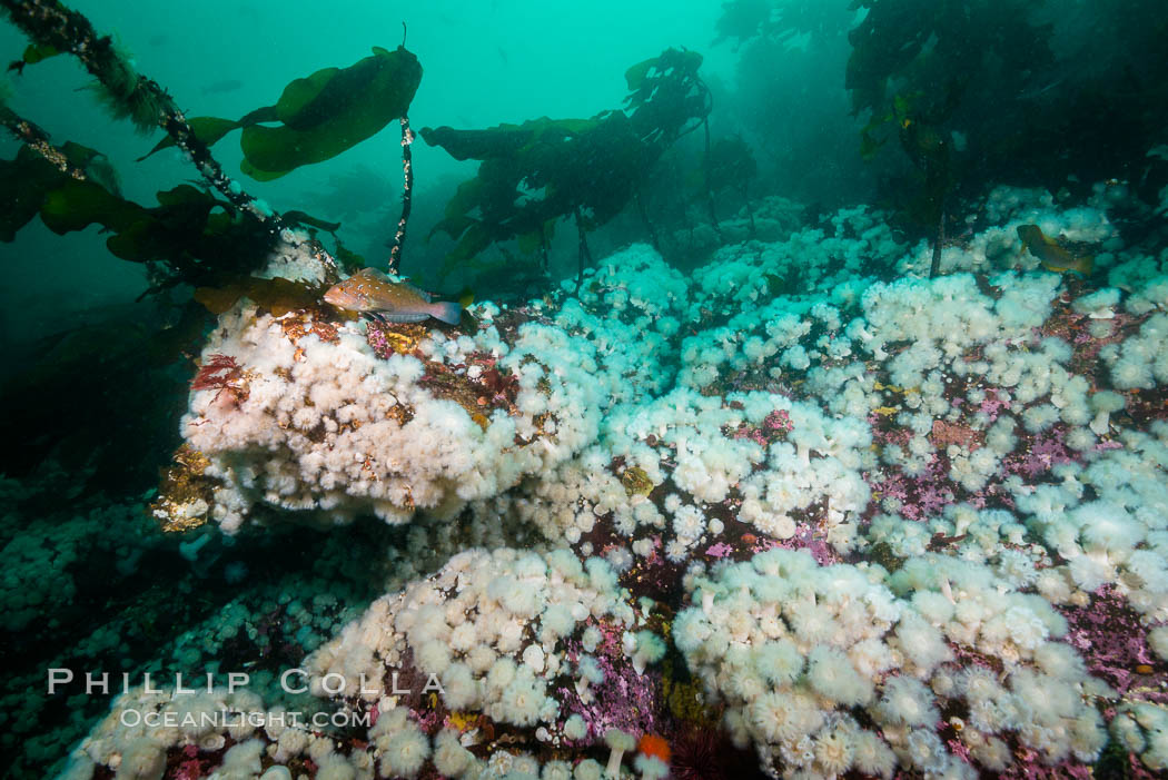 Plumose anemones cover the ocean reef, Browning Pass, Vancouver Island, Canada. British Columbia, Metridium senile, natural history stock photograph, photo id 34455