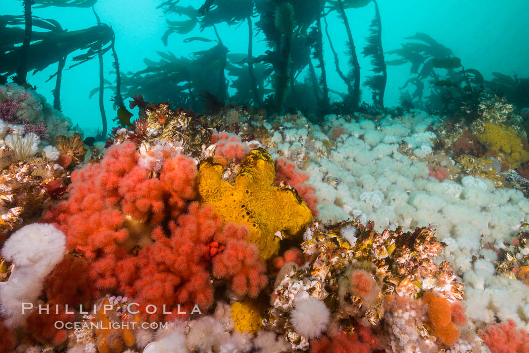 Rich invertebrate life on British Columbia marine reef. Plumose anemones, yellow sulphur sponges and pink soft corals,  Browning Pass, Vancouver Island, Canada., Gersemia rubiformis, Metridium senile, natural history stock photograph, photo id 34398