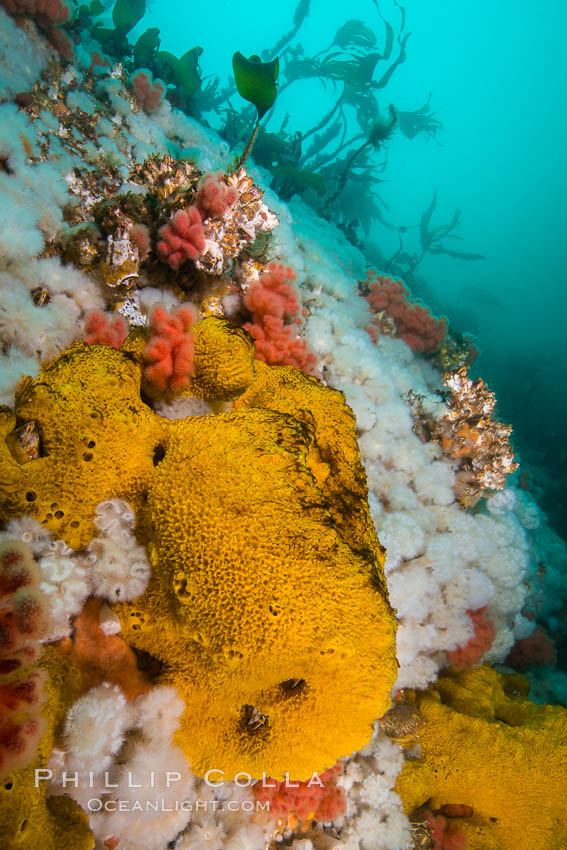 Rich invertebrate life on British Columbia marine reef. Plumose anemones, yellow sulphur sponges and pink soft corals,  Browning Pass, Vancouver Island, Canada., Gersemia rubiformis, Halichondria panicea, Metridium senile, natural history stock photograph, photo id 34450