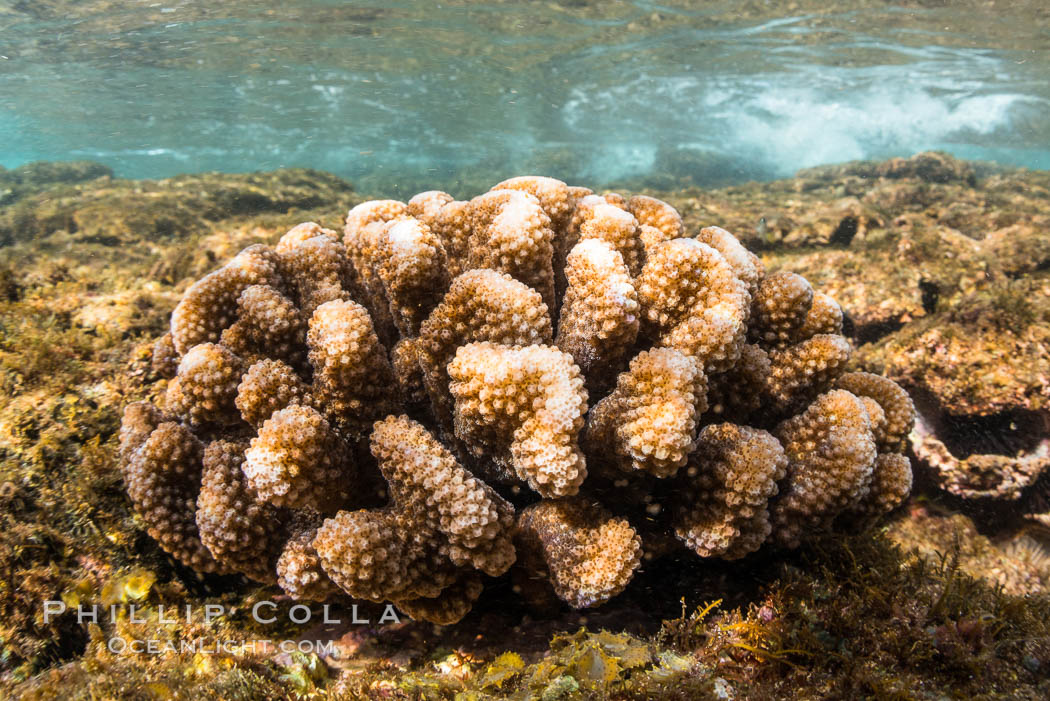 Pocillopora coral head, Napili, Maui, Hawaii., natural history stock photograph, photo id 34520