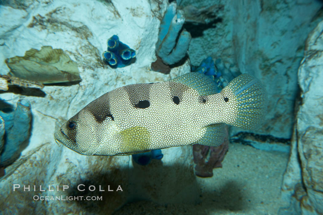 Spotted soapfish., Pogonoperca punctata, natural history stock photograph, photo id 11841