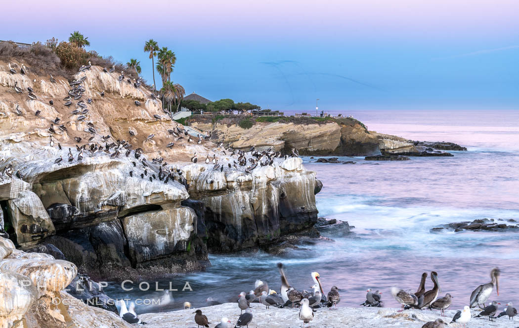 Point La Jolla at dawn. Pelicans, cormorants, sea birds, waves and sea cliffs. California, USA, Pelecanus occidentalis, Pelecanus occidentalis californicus, natural history stock photograph, photo id 37471