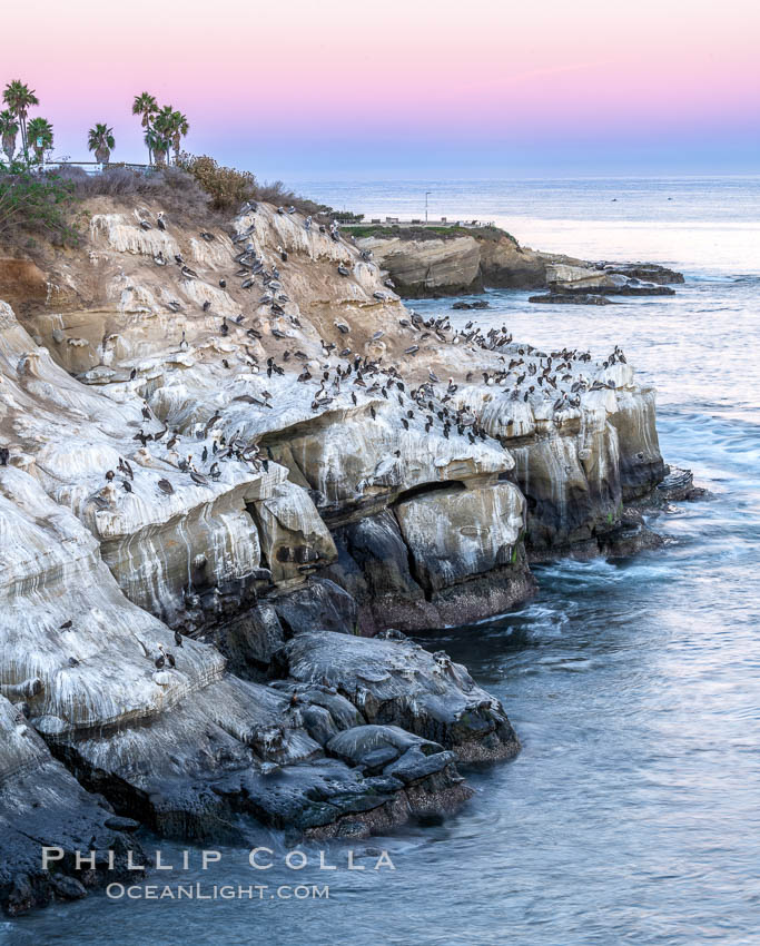 Point La Jolla at dawn. Pelicans, cormorants, sea birds, waves and sea cliffs. California, USA, Pelecanus occidentalis, Pelecanus occidentalis californicus, natural history stock photograph, photo id 37473