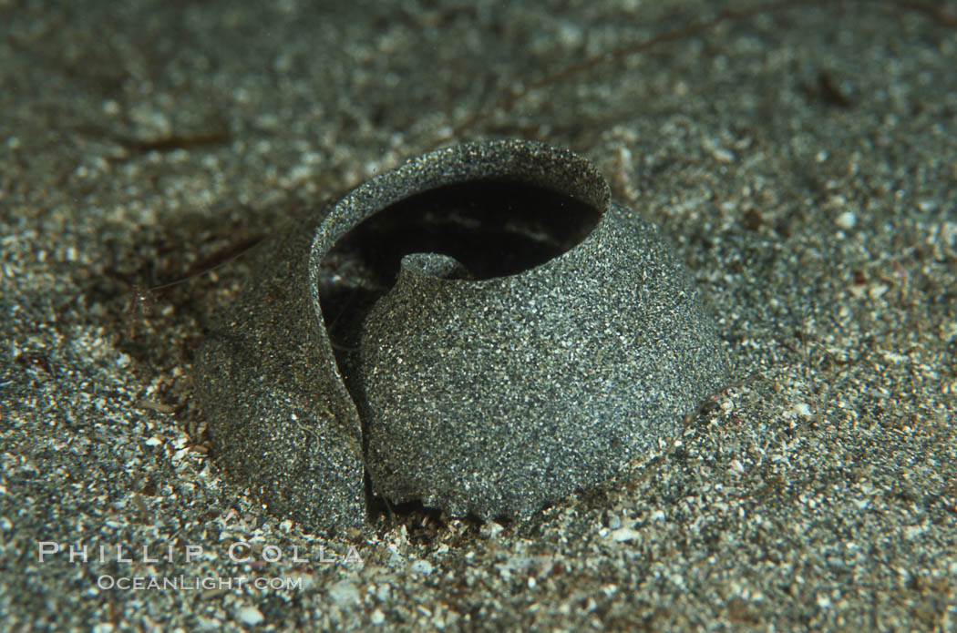 Moon snail sand collar (egg case). La Jolla, California, USA, Polinices lewisii, natural history stock photograph, photo id 05404
