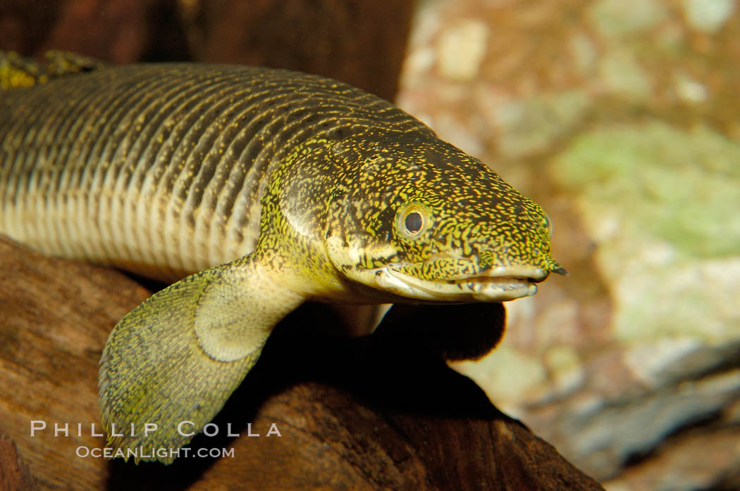 Bichir., Polypterus, natural history stock photograph, photo id 09356