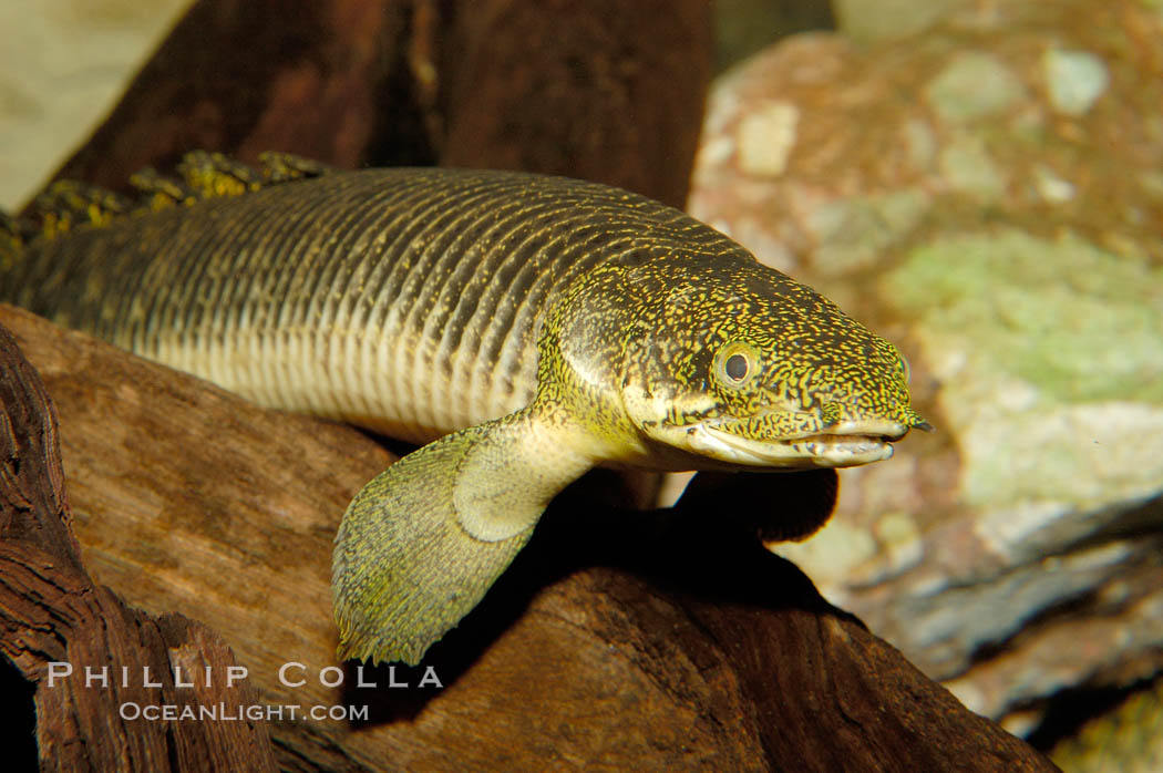 Bichir., Polypterus, natural history stock photograph, photo id 09359