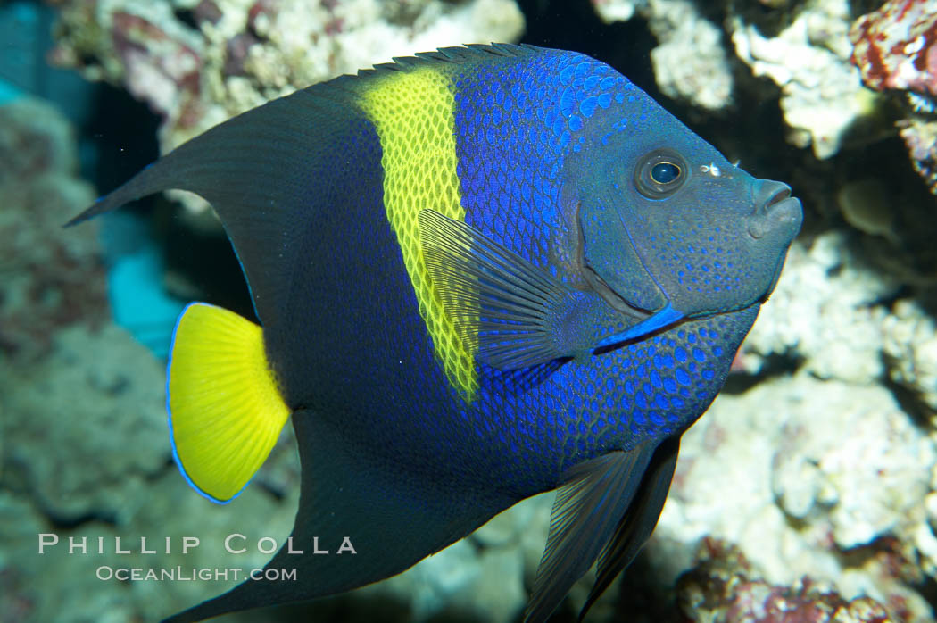 Arabian angelfish., Pomacanthus asfur, natural history stock photograph, photo id 11758