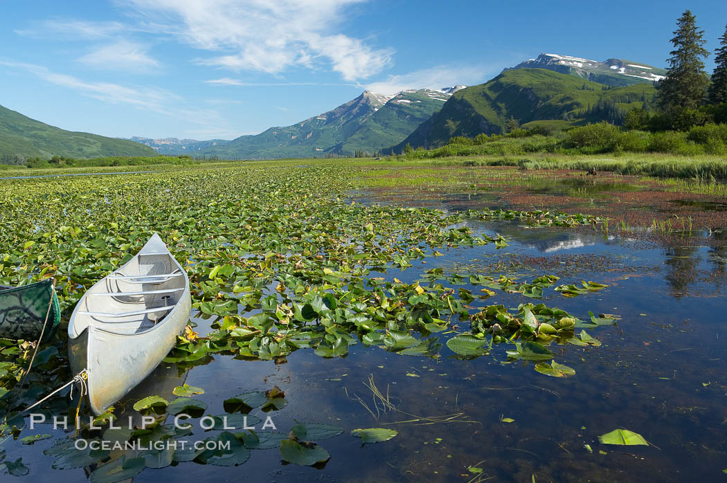 Pond covered with water lilys, near Silver Salmon Creek. Lake Clark National Park, Alaska, USA, natural history stock photograph, photo id 19088