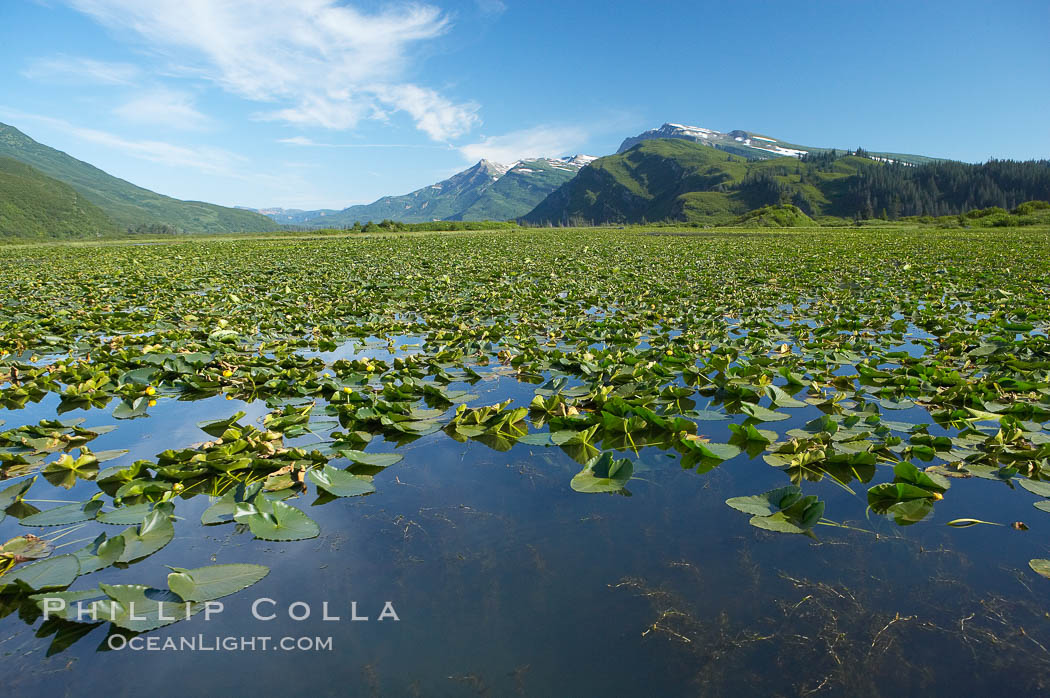 Pond covered with water lilys, near Silver Salmon Creek. Lake Clark National Park, Alaska, USA, natural history stock photograph, photo id 19093