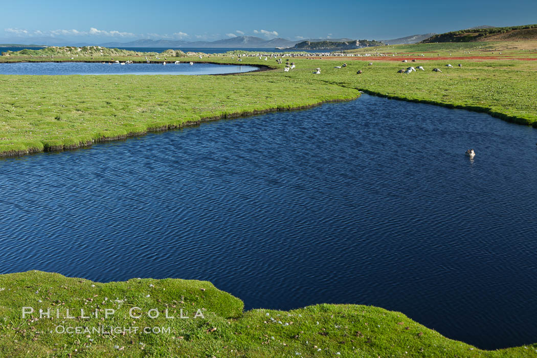 Ponds and grasses, in the interior of Carcass Island near Dyke Bay. Falkland Islands, United Kingdom, natural history stock photograph, photo id 24028