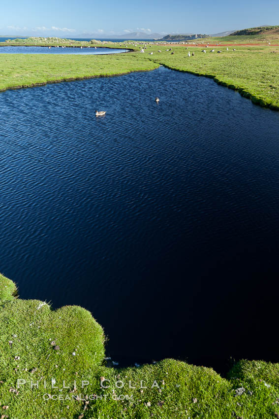 Ponds and grasses, in the interior of Carcass Island near Dyke Bay. Falkland Islands, United Kingdom, natural history stock photograph, photo id 24027