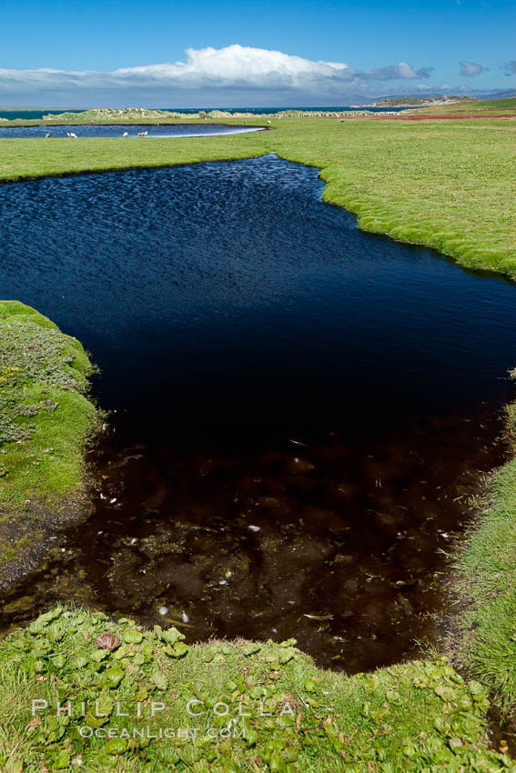 Ponds and grasses, in the interior of Carcass Island near Dyke Bay. Falkland Islands, United Kingdom, natural history stock photograph, photo id 24067