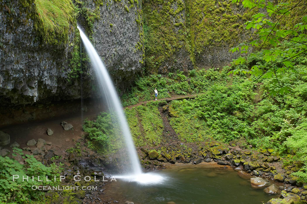 Ponytail Falls, where Horsetail Creeks funnels over an overhang below which hikers can walk. Columbia River Gorge National Scenic Area, Oregon, USA, natural history stock photograph, photo id 19343