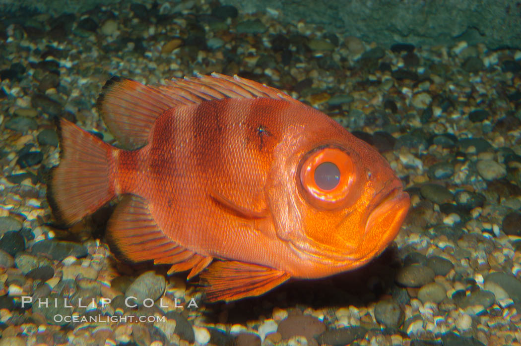 Popeye catalufa., Pristigenys serrula, natural history stock photograph, photo id 08871