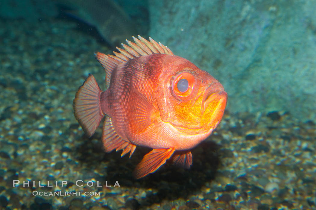 Popeye catalufa., Pristigenys serrula, natural history stock photograph, photo id 12895