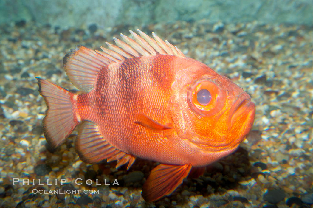 Popeye catalufa., Pristigenys serrula, natural history stock photograph, photo id 12896