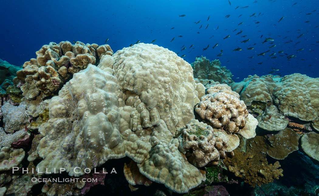 Plates of Porites arnaudi coral, Clipperton Island. France, Porites arnaudi, natural history stock photograph, photo id 33022