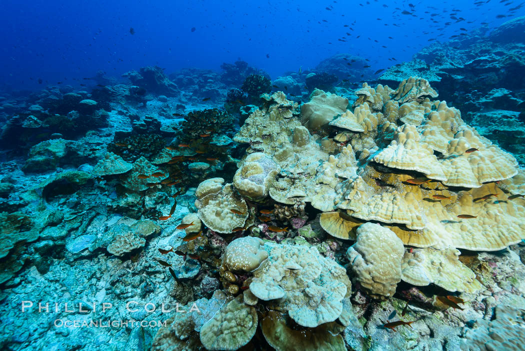 Plates of Porites arnaudi coral, Clipperton Island. France, Porites arnaudi, natural history stock photograph, photo id 33054