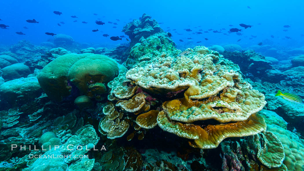 Plates of Porites arnaudi coral, Clipperton Island. France, Porites arnaudi, natural history stock photograph, photo id 33004